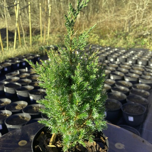 Juniperus chinensis 'Stricta' - Hiina kadakas 'Stricta'